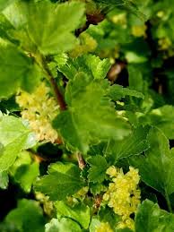 Attēlu rezultāti vaicājumam “Ribes alpinum”