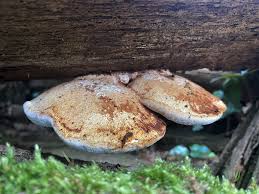 Attēlu rezultāti vaicājumam “Buglossoporus quercinus”