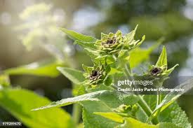 Attēlu rezultāti vaicājumam “Inula salicina bud”