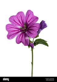 Attēlu rezultāti vaicājumam “Malva moschata bud”