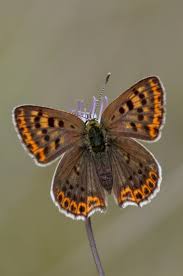 Attēlu rezultāti vaicājumam “Lycaena tityrus male”