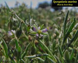 Attēlu rezultāti vaicājumam “Spergularia marina leaf”