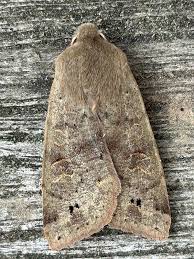 Attēlu rezultāti vaicājumam “Orthosia munda larva”