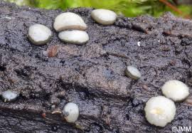 Attēlu rezultāti vaicājumam “Vibrissea decolorans”