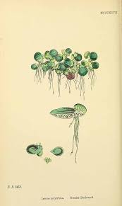 Attēlu rezultāti vaicājumam “Spirodela polyrhiza”