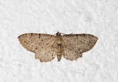 Attēlu rezultāti vaicājumam “Anticollix sparsata”