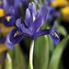 Attēlu rezultāti vaicājumam “Iris reticulata flower”