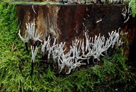 Attēlu rezultāti vaicājumam “Xylaria hypoxylon”