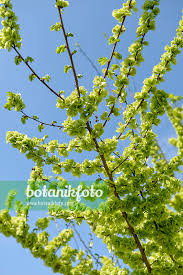 Attēlu rezultāti vaicājumam “Ulmus minor”