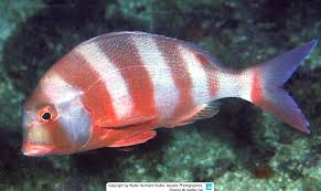 Image result for Chrysoblephus laticeps