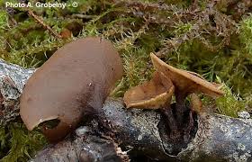 Attēlu rezultāti vaicājumam “Rutstroemia firma”