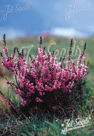 Attēlu rezultāti vaicājumam “Calluna vulgaris fruit”