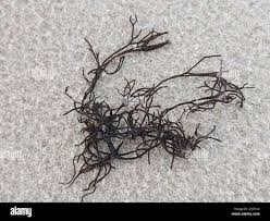 Attēlu rezultāti vaicājumam “Furcellaria lumbricalis”