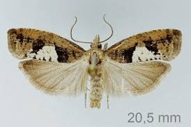 Attēlu rezultāti vaicājumam “Epinotia brunnichana”