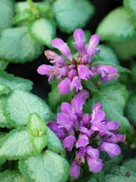 Attēlu rezultāti vaicājumam “Lamium maculatum”