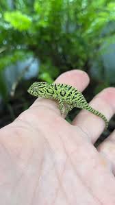 Attēlu rezultāti vaicājumam “Lacerta agilis male”