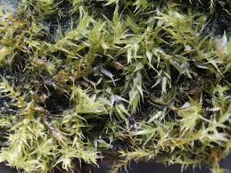 Attēlu rezultāti vaicājumam “Hygroamblystegium tenax”