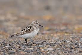Image result for Calidris bairdii