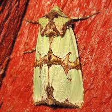 Attēlu rezultāti vaicājumam “Staurophora celsia”