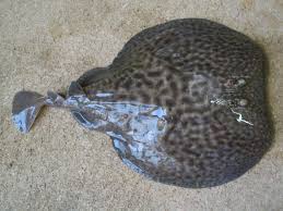 Image result for электрический