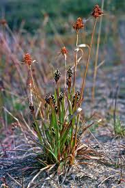 Attēlu rezultāti vaicājumam “Luzula multiflora”