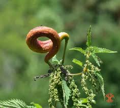 Attēlu rezultāti vaicājumam “Puccinia urticata”