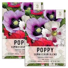 Image result for Papaver somniferum