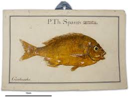 Image result for Archosargus rhomboidalis