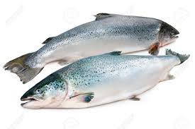 Image result for Salmo salar