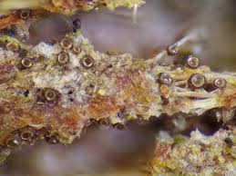 Attēlu rezultāti vaicājumam “Licea pusilla”