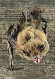 Attēlu rezultāti vaicājumam “Pipistrellus nathusii”