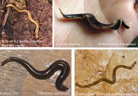 Attēlu rezultāti vaicājumam “Plathelminthes”