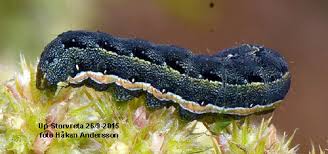 Attēlu rezultāti vaicājumam “Eurois occulta”