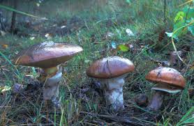 Attēlu rezultāti vaicājumam “Suillus luteus”