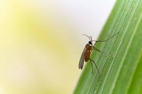 Attēlu rezultāti vaicājumam “Cecidomyiidae”