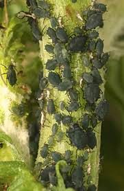 Attēlu rezultāti vaicājumam “Aphis jacobaeae”