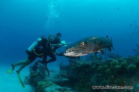Image result for Dive Barracuda