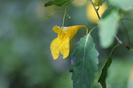 Attēlu rezultāti vaicājumam “Impatiens noli-tangere”