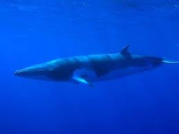 Image result for Balaenoptera bonaerensis