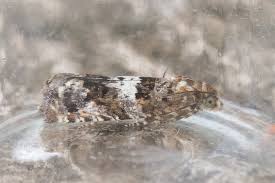 Attēlu rezultāti vaicājumam “Epiblema grandaevana”