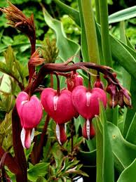 Image result for tränendes Herz