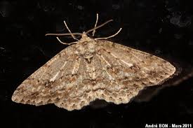 Attēlu rezultāti vaicājumam “Ectropis crepuscularia”