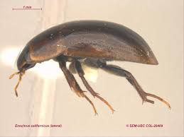 Attēlu rezultāti vaicājumam “Enochrus affinis”