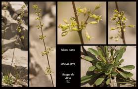 Attēlu rezultāti vaicājumam “Silene otites”