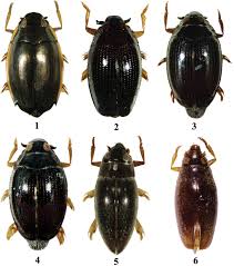 Attēlu rezultāti vaicājumam “Gyrinidae”