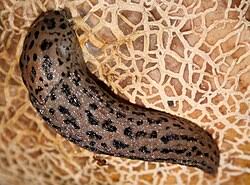 Attēlu rezultāti vaicājumam “Limax maximus”