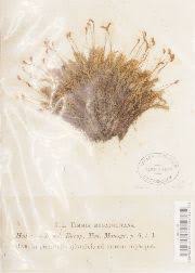 Attēlu rezultāti vaicājumam “Timmia megapolitana”