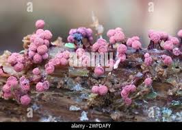 Attēlu rezultāti vaicājumam “Cribraria purpurea stalked”