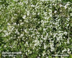 Attēlu rezultāti vaicājumam “Galium rivale fruit”