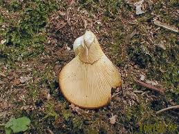 Attēlu rezultāti vaicājumam “Panellus serotinus”